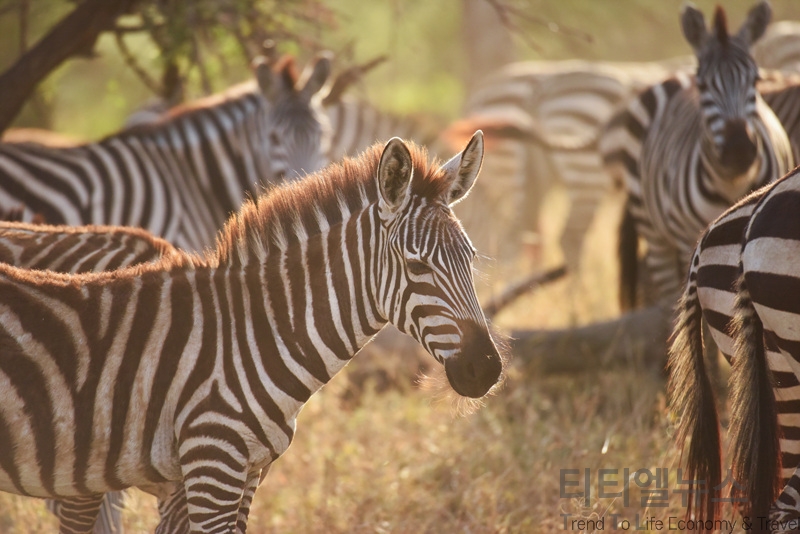 [포토뉴스] 대자연의 신비 아프리카 탄자니아 세렝게티, 응고롱고로의 야생동물 TtL News 티티엘뉴스